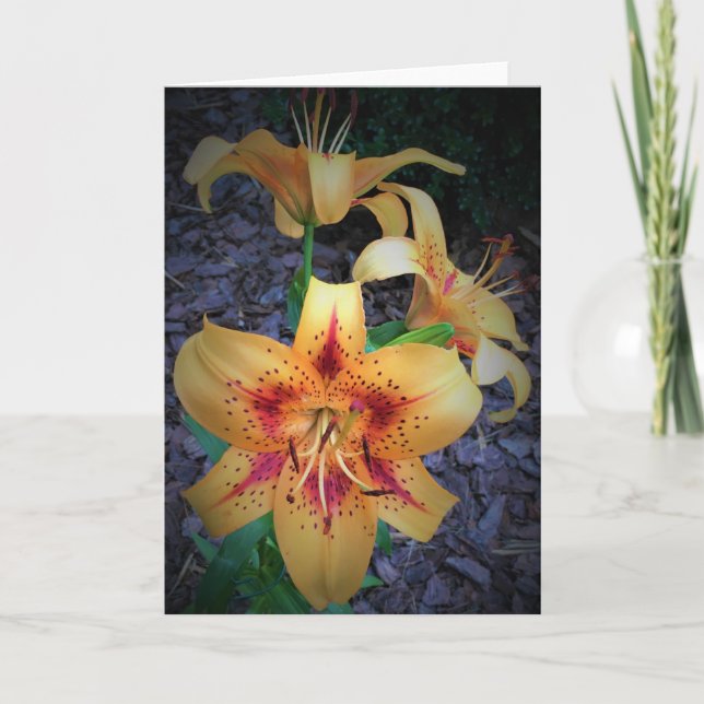 Lily, tarjeta (Anverso)