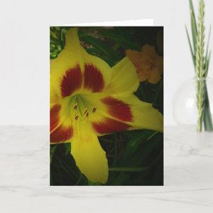 Lily, tarjeta