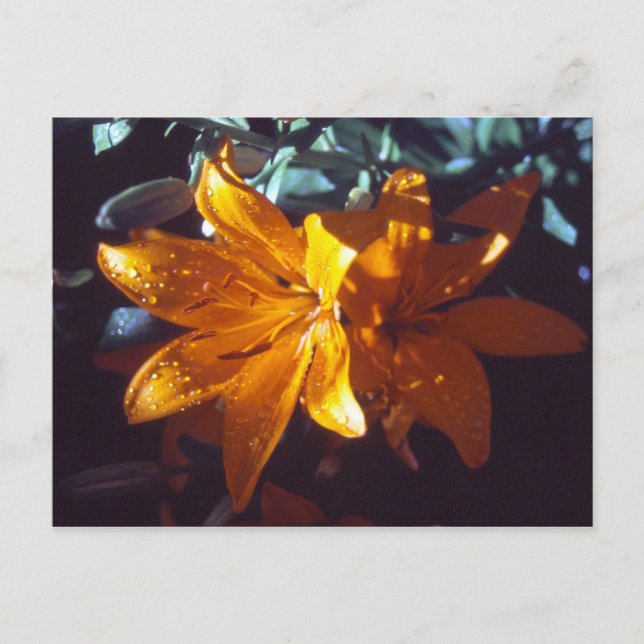 Lily | Tarjeta postal (Anverso)