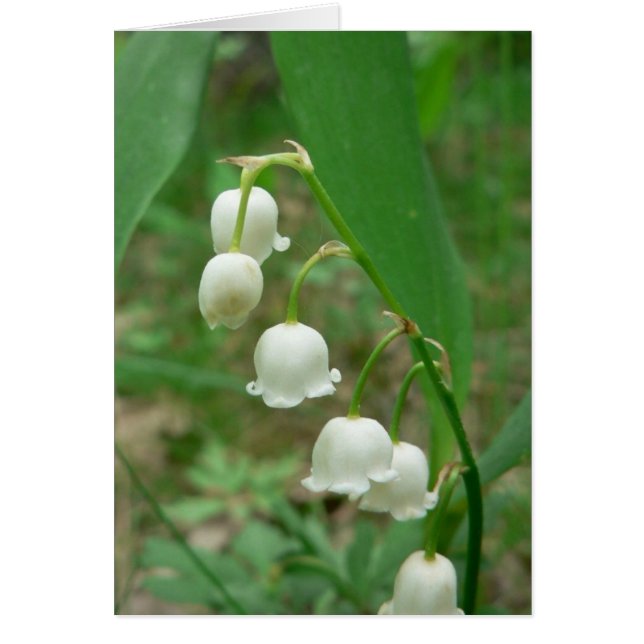 Lily White Flowers (Frente)