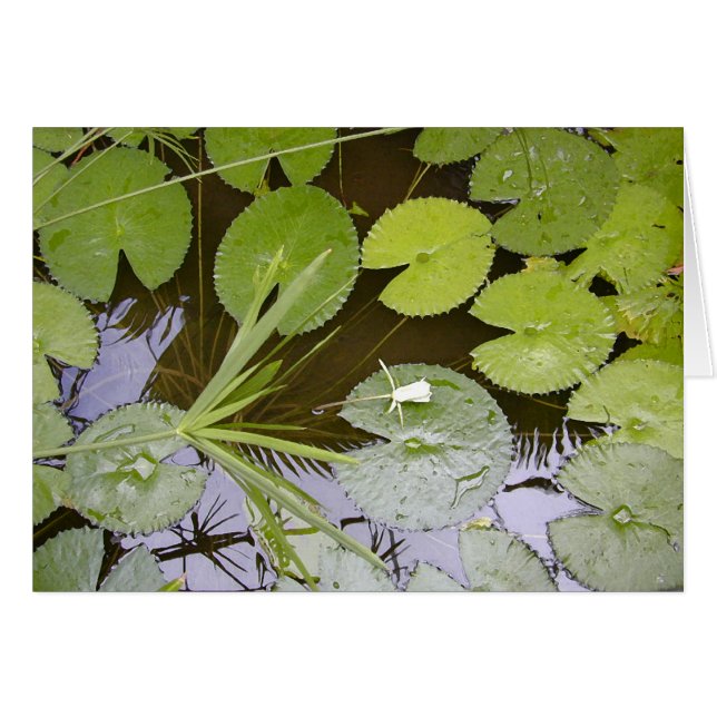 Lilypads enorme (Anverso (Horizontal))
