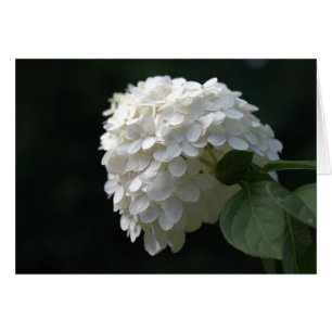 Lime Blanca Hydrangea Blanc Interior