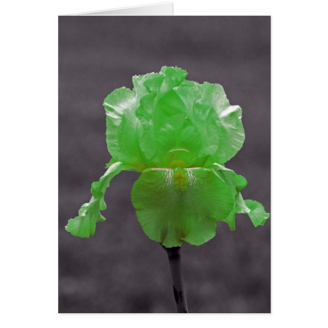 Lime Green Iris (Frente)