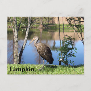 Limpkin - Aprender postales - Florida