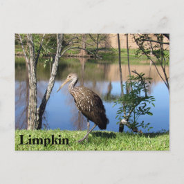 Limpkin - Aprender postales - Florida