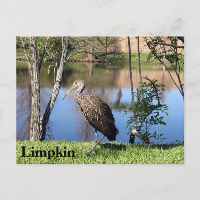 Limpkin - Aprender postales - Florida (Anverso)