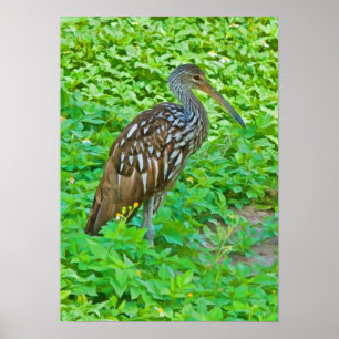 Limpkin, impresión del pájaro del pantano