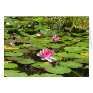 Linas de agua en flor