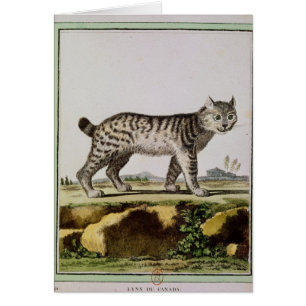 Lince canadiense