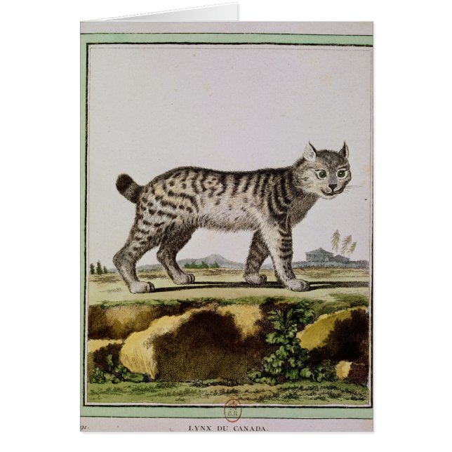 Lince canadiense (Frente)