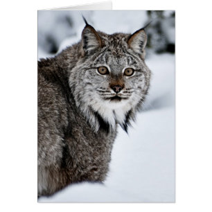 Lince canadiense en la nieve
