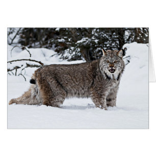 Lince canadiense en la nieve