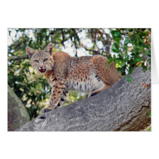 Lince en árbol