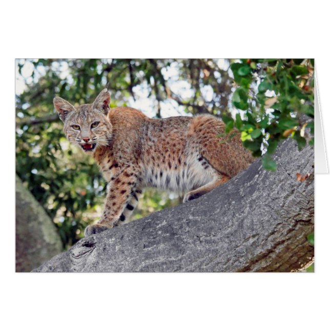 Lince en árbol (Anverso (Horizontal))