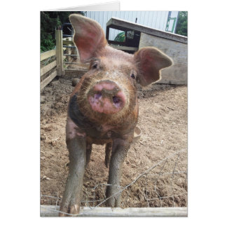 linda y divertida tarjeta de cerdo