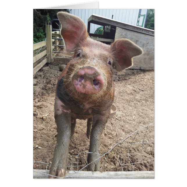 linda y divertida tarjeta de cerdo (Frente)