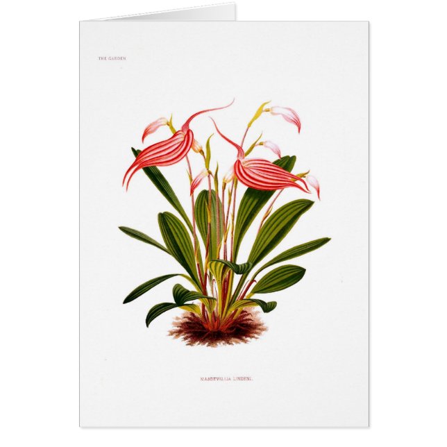 Lindeni del Masdevallia (Frente)