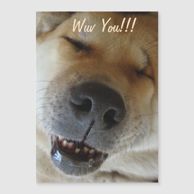 lindo akita sonriendo amor de perro divertido (Anverso)