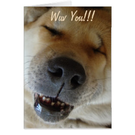 lindo akita sonriendo amor de perro divertido