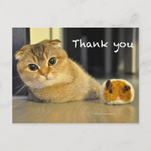 lindo escote doblar fideos gatos gracias postal