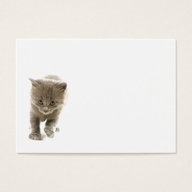 lindo gatito (Frente)