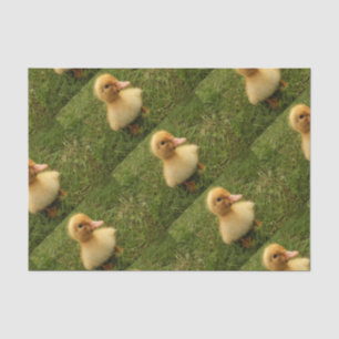 lindos niños animales sobre papel delicado