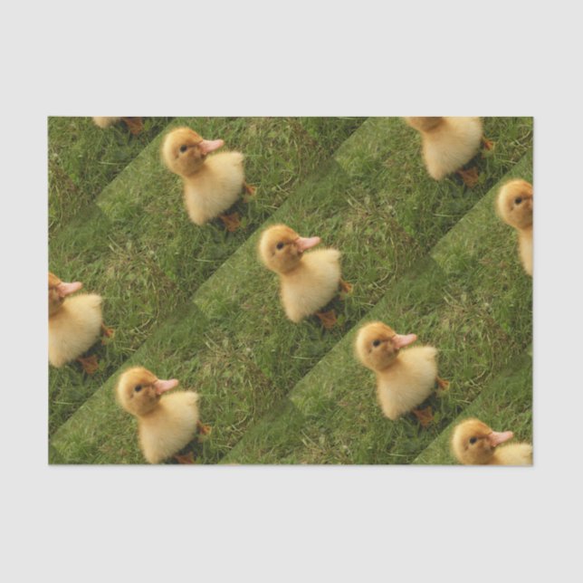 lindos niños animales sobre papel delicado (Anverso)