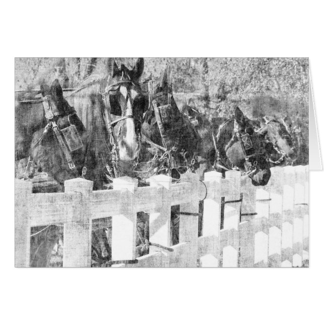 Línea de Caballos Amish Negro y Blanco (Anverso (Horizontal))