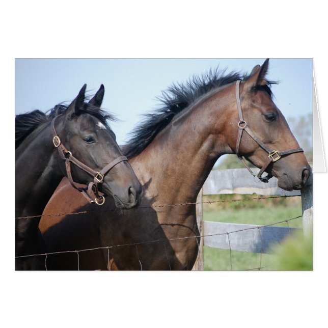 Línea de finalización de carreras de caballos (Anverso (Horizontal))