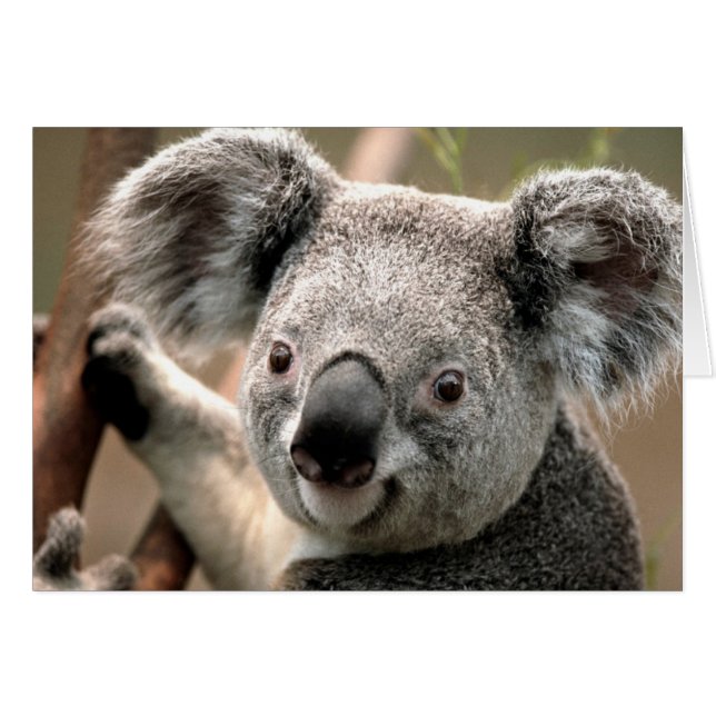 Línea de Koala (Anverso (Horizontal))