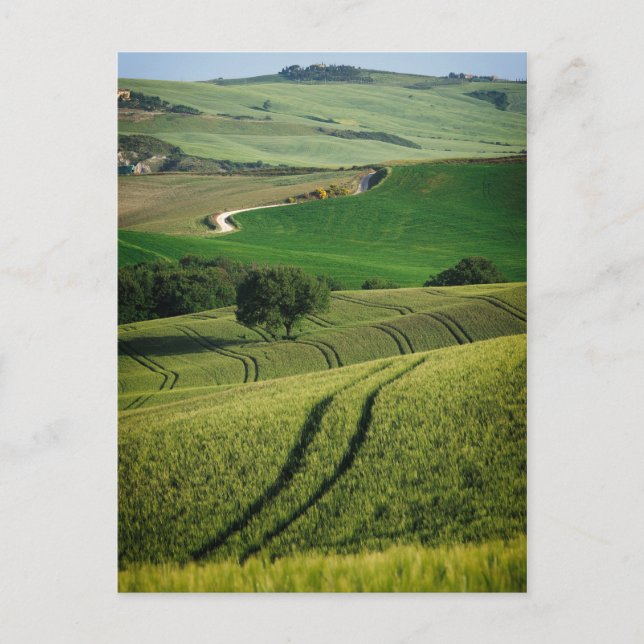 Líneas curvadas en la postal toscana verde (Anverso)