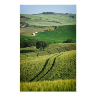 Líneas Curvy en la impresión verde de la foto de