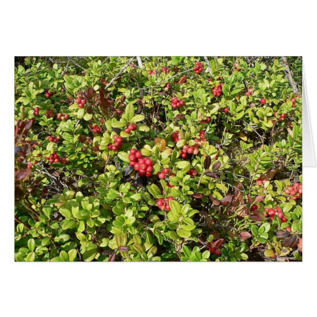 Lingonberries Big Bush (Anverso (Horizontal))