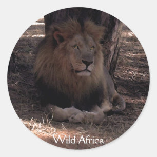 LION AFRICANA Grandes Cinco Pegatinas de Vida Silv