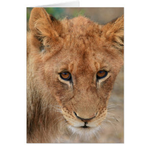 Lion Cub