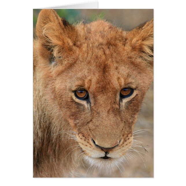 Lion Cub (Frente)