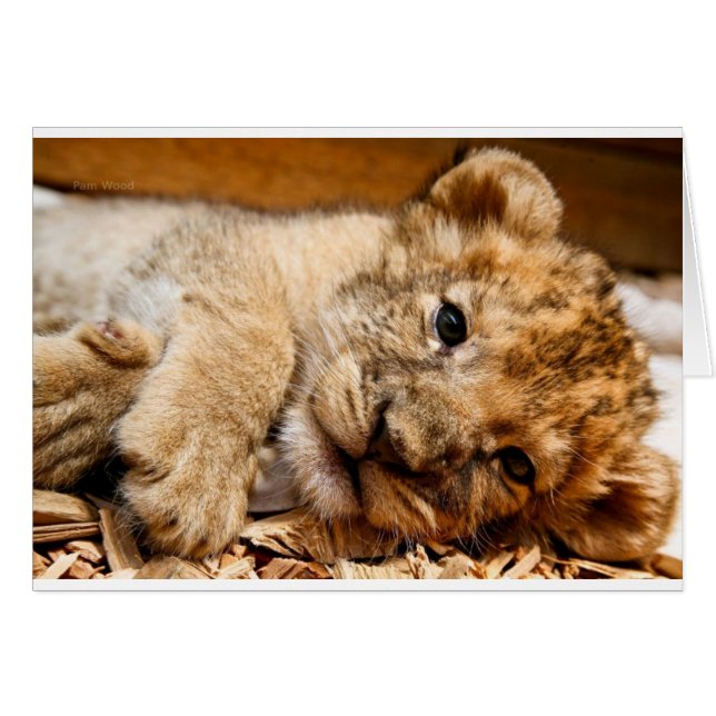 Lion Cub (Anverso (Horizontal))