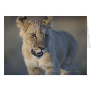 Lion Cub (Panthera Leo) Namibia