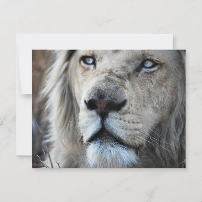 Lion escucha mi latido cardíaco África (Anverso)