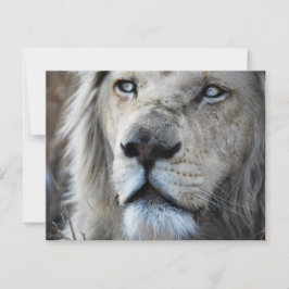 Lion escucha mi latido cardíaco África