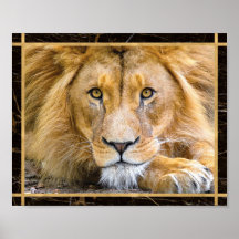Lion Face Closeup Poster de impresión fotográfica 
