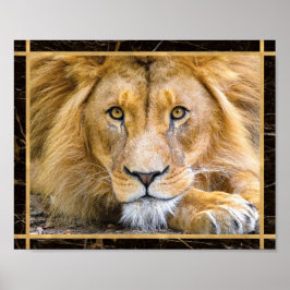 Lion Face Closeup Poster de impresión fotográfica 