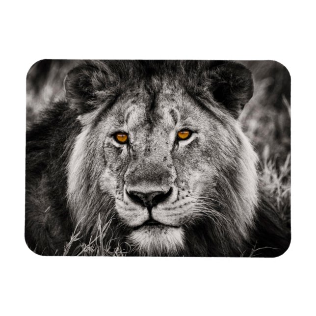 Lion of Judah - Rastafara reggae Rasta imán - (Horizontal)