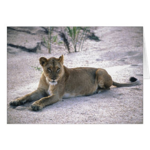 Lionesa