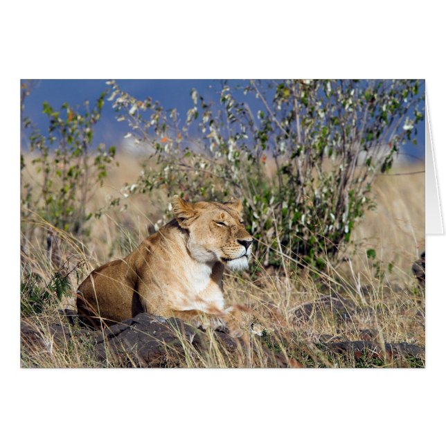 Lioness resting (Anverso (Horizontal))