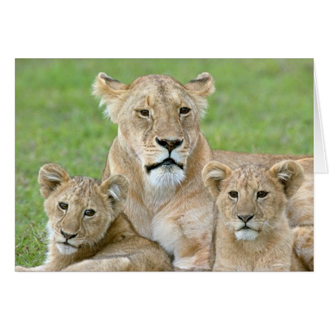 Lioness y Two Cubs, África Oriental, Tanzania, (Anverso (Horizontal))