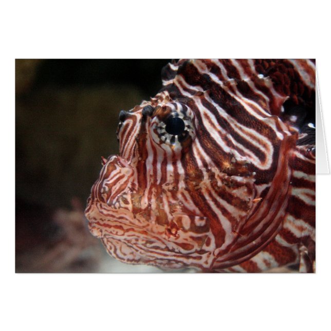 Lionfish (Anverso (Horizontal))