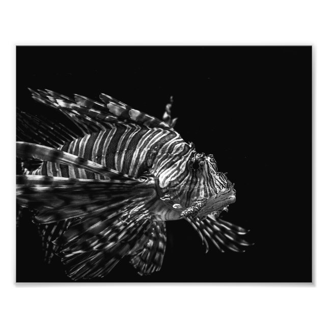 Lionfish - Impresión fotográfica (Frente)