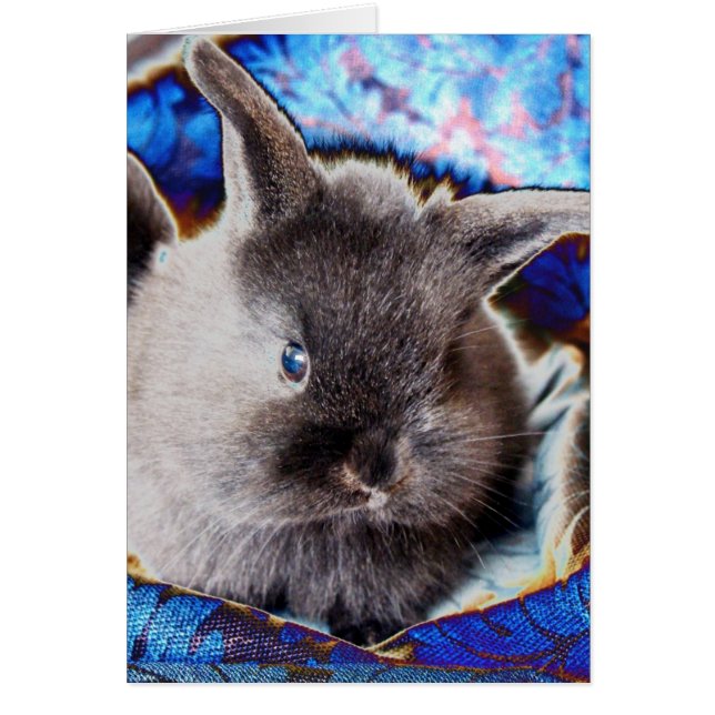 Lionhead Baby Bunny (Frente)