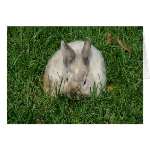Lionhead Bunny All Occasis